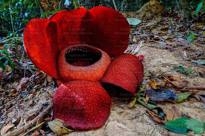 Раффлезия Арнольди, (Rafflesia arnoldii) или Трупный цветок