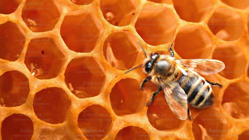 Картина «Пчёлы и мёд»