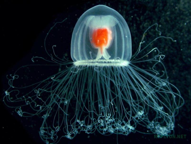 Бессмертная медуза Turritopsis dohrnii
