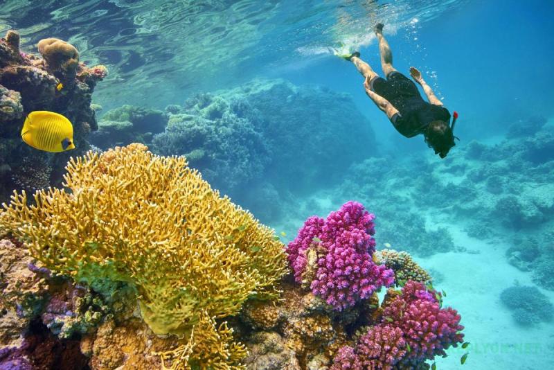 Снорклинг в Красном море зимой в Египте