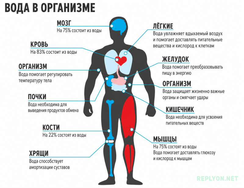Сколько воды содержится в органах человека