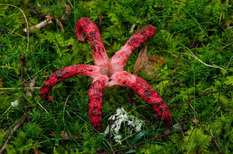 Один из самых вонючих цветов -  Пальцы дьявола (Clathrus archeri)