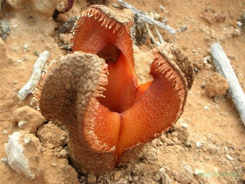 Один из самых вонючих цветов - Гиднора африканская (Hydnora africana)