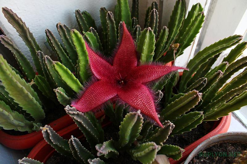 Один из самых вонючих цветов - Стапелия (Stapelia)