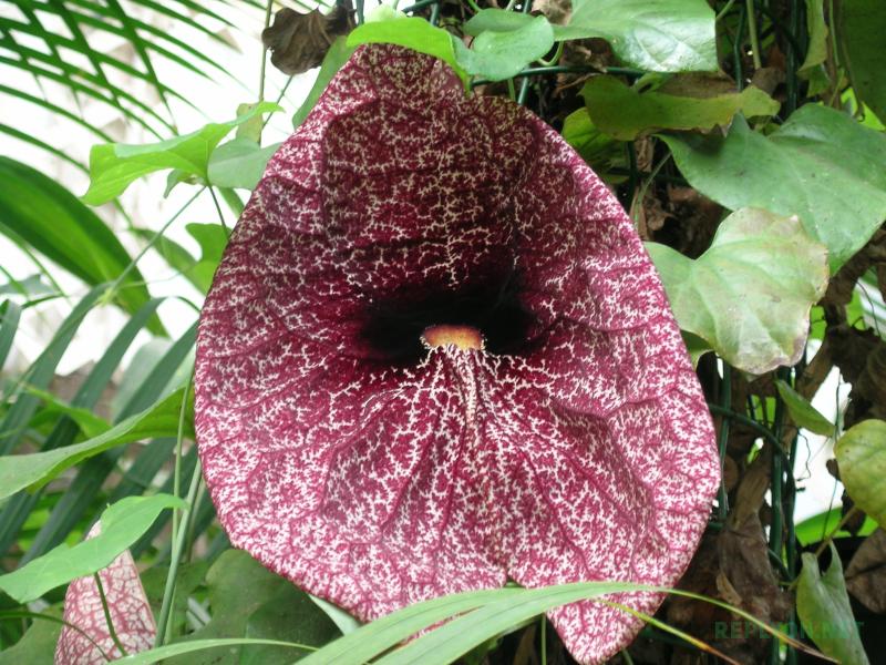 Один из самых вонючих цветов - Аристолохия или Кирказон (Aristolochia)