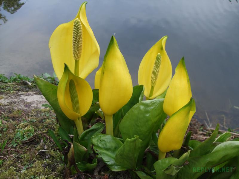 Один из самых вонючих цветов - Лизихитон американский (Lysichiton americanus)