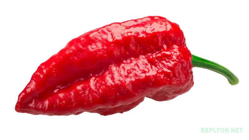 Bhut Jolokia — знаменитый призрачный перец