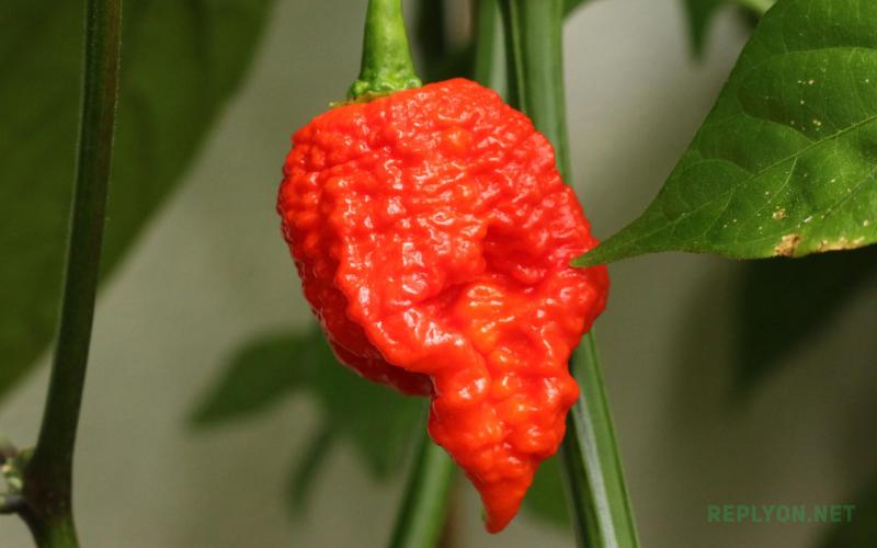 Самый Острый перец в мире Carolina Reaper