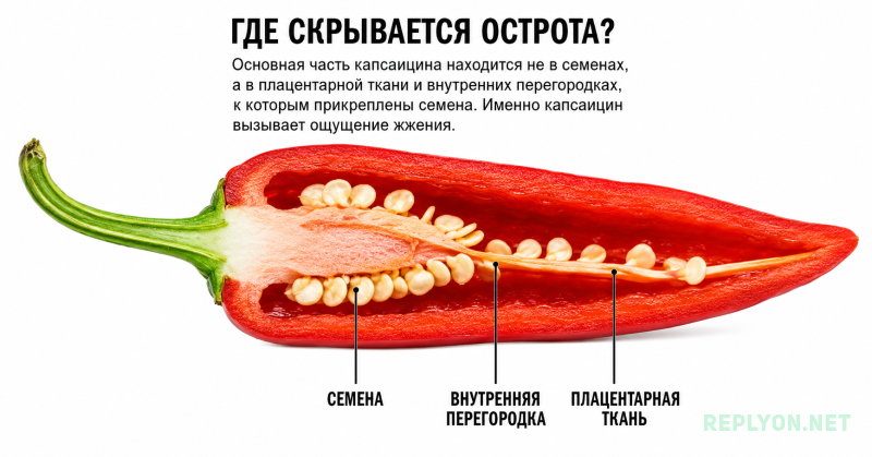 Где основная концентрация капсаицина в перце