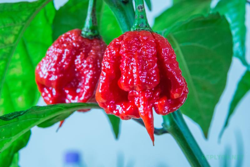 Острый перец Trinidad Moruga Scorpion