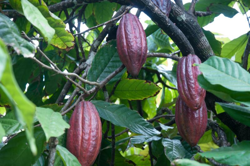 Контурная бутылка Coca-Cola похожа на стручок какао — cocoa pod