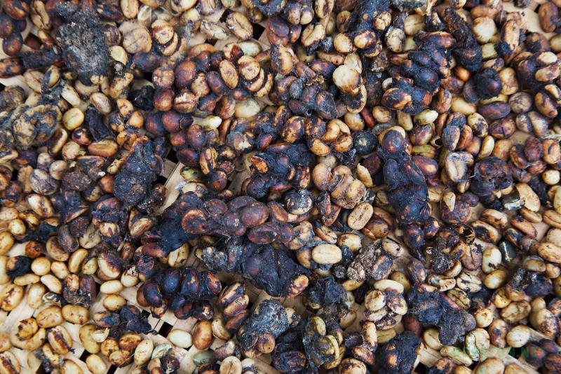 Зерна Kopi Luwak в помете мусанга