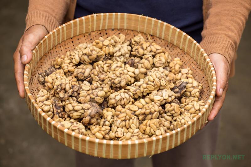 Самый дорогой кофе из помёта животных