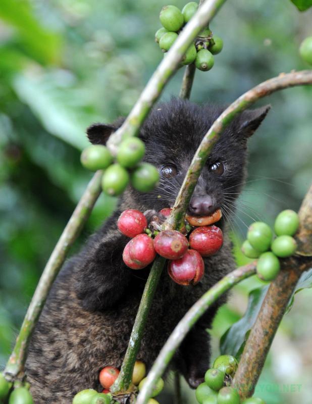 Мусанг ест кофейные ягоды для производства Kopi Luwak