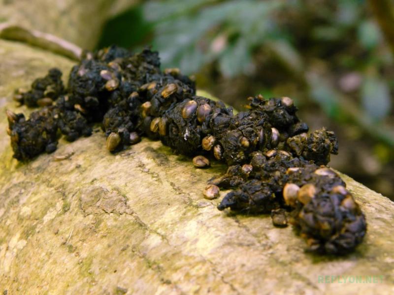 Зерна Kopi Luwak в помете мусанга