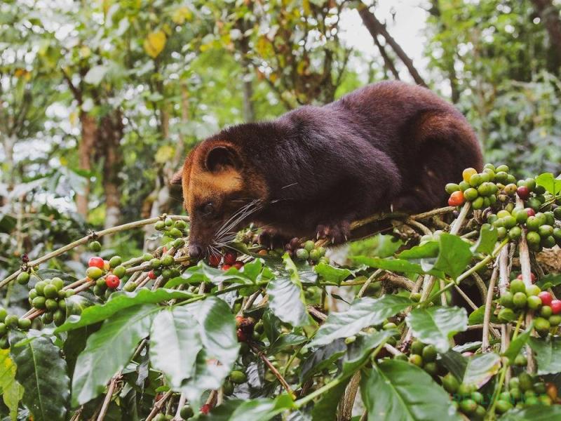 Мусанг ест кофейные ягоды для производства Kopi Luwak