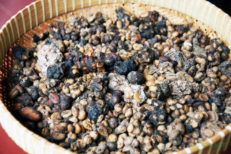Зерна Kopi Luwak в помете мусанга