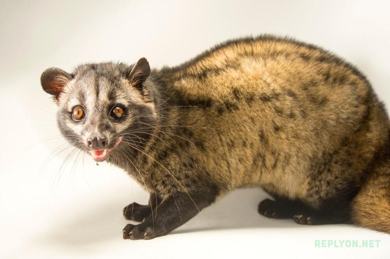 Мусанг азиатская пальмовая циветта Kopi Luwak
