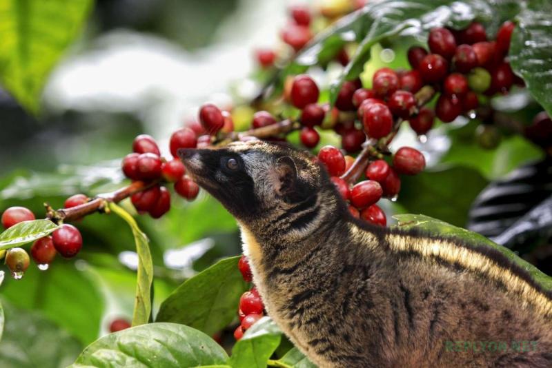 Мусанг ест кофейные ягоды для производства Kopi Luwak