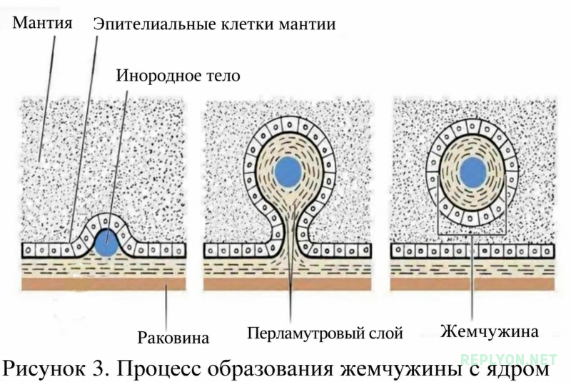 Схема как образуется жемчуг внутри моллюска