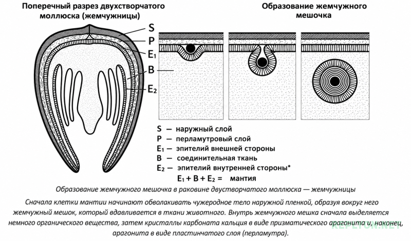 Схема как образуется жемчуг внутри моллюска