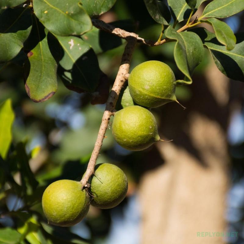 Плоды макадамии на дереве Macadamia integrifolia