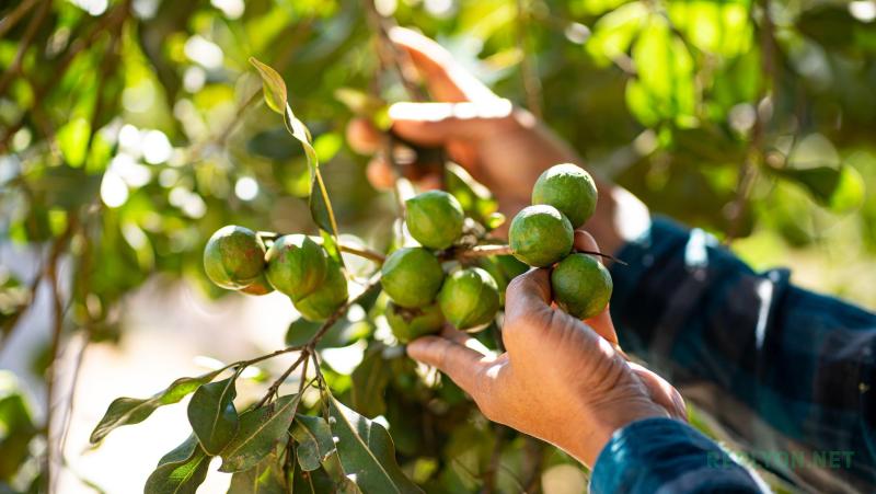 Плоды макадамии на дереве Macadamia integrifolia