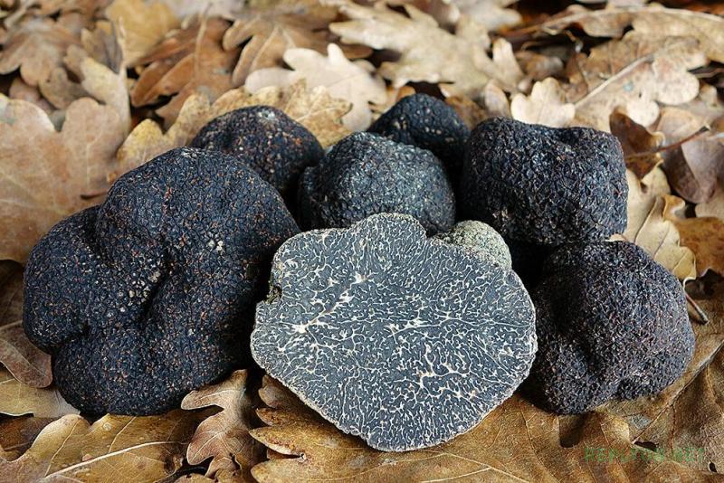 Черный гриб трюфель Tuber melanosporum в разрезе