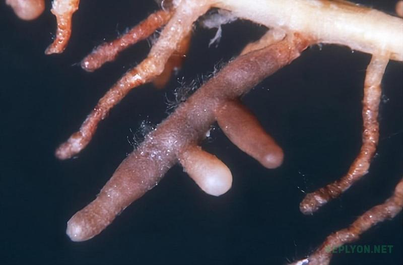 Микориза трюфеля Tuber melanosporum на корнях дуба