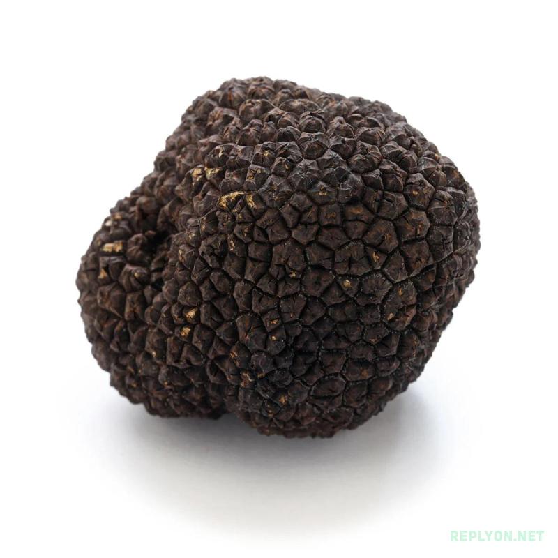 Черный гриб трюфель Tuber melanosporum