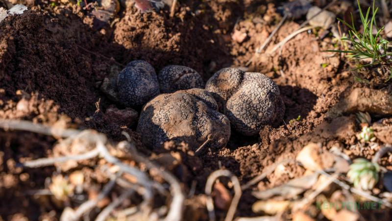 Выкопаный черный гриб трюфель Tuber melanosporum