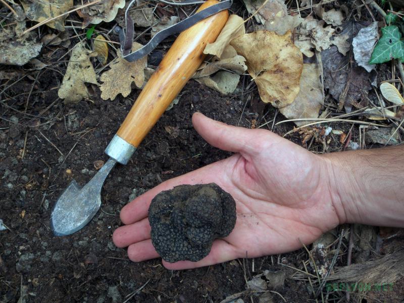Черный гриб трюфель Tuber melanosporum в руке
