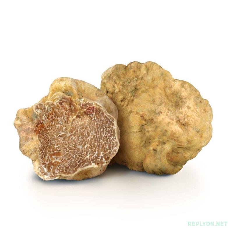 Белый трюфель Tuber magnatum
