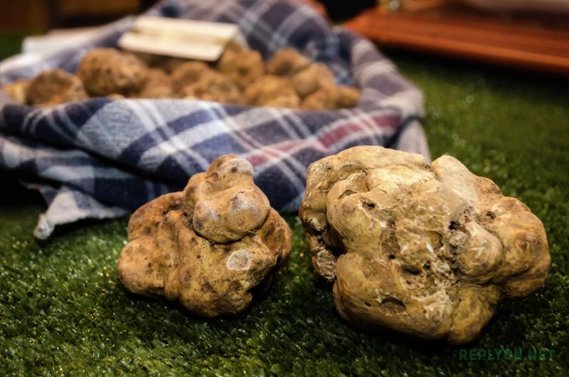 Белый трюфель Tuber magnatum