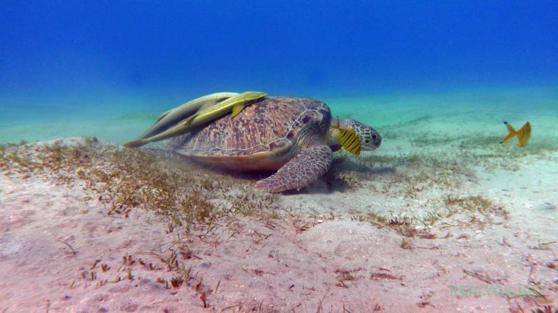 Рыба прилипала на морской черепахе